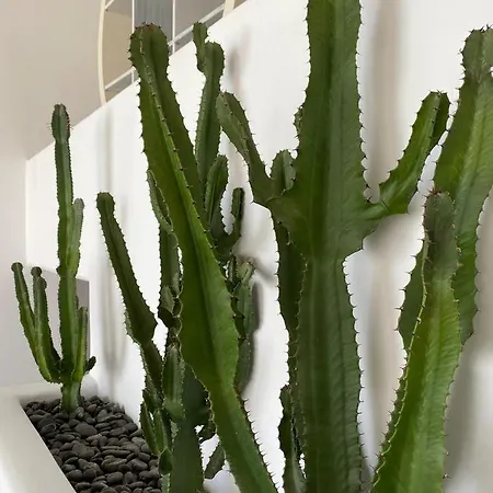 Absolute Mykonos & Hotell